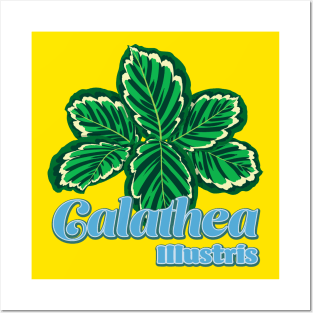 Calathea Illustris Posters and Art